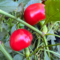 Sweet Cherry - Seeds