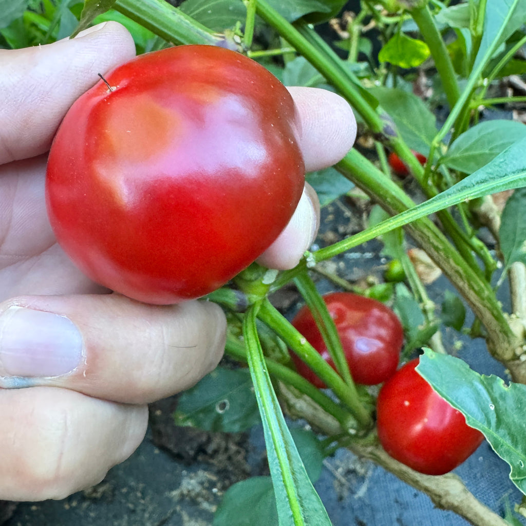 Sweet Cherry - Seeds