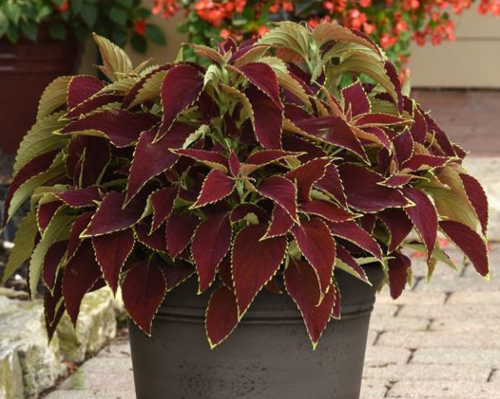 Premium Sun Ruby Hearts Coleus Seeds