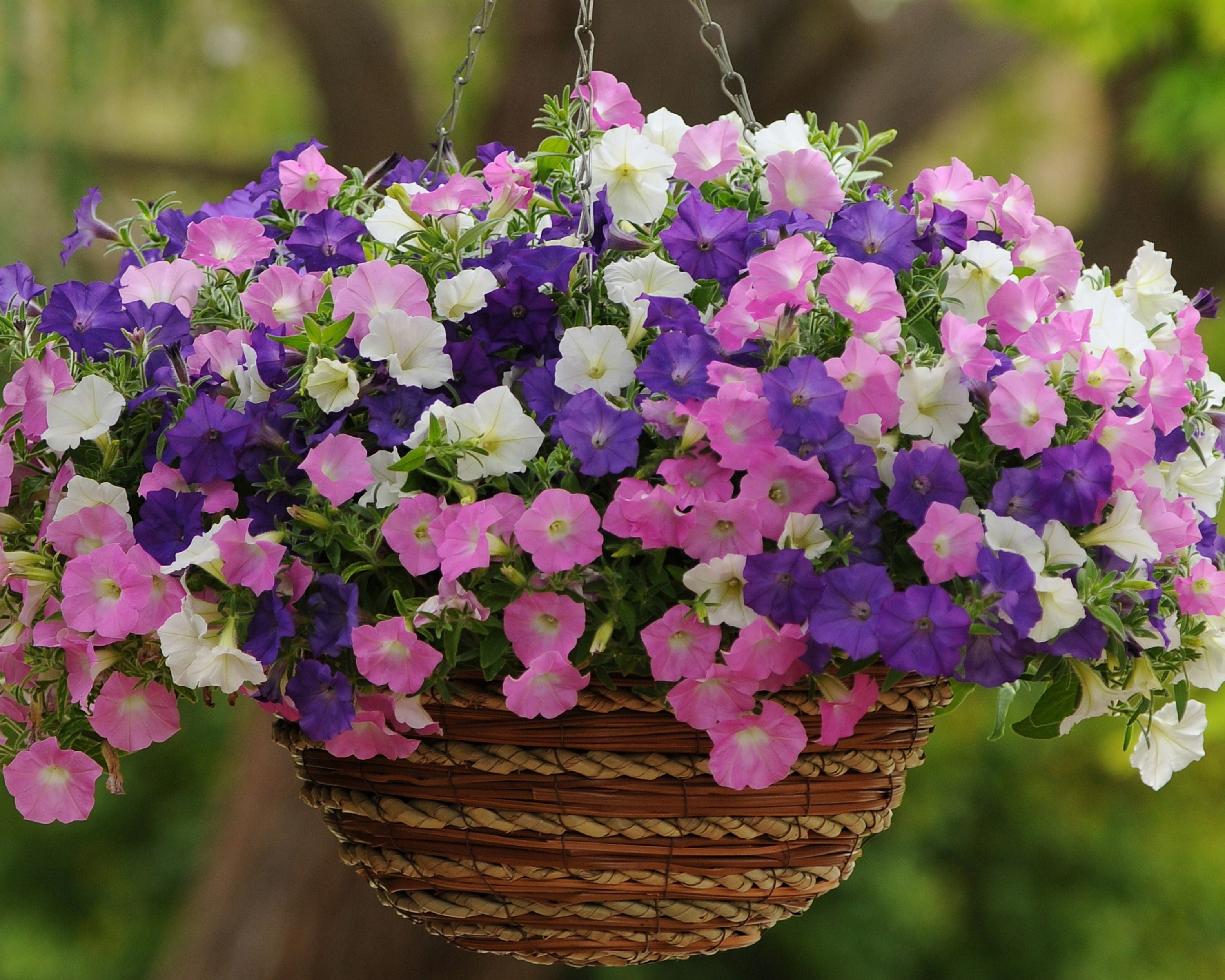 Hybrid Shock Wave® Spark Mix Spreading Petunia Seeds