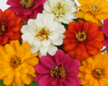 Profusion Double Hybrid Formula Mix Zinnia Seeds