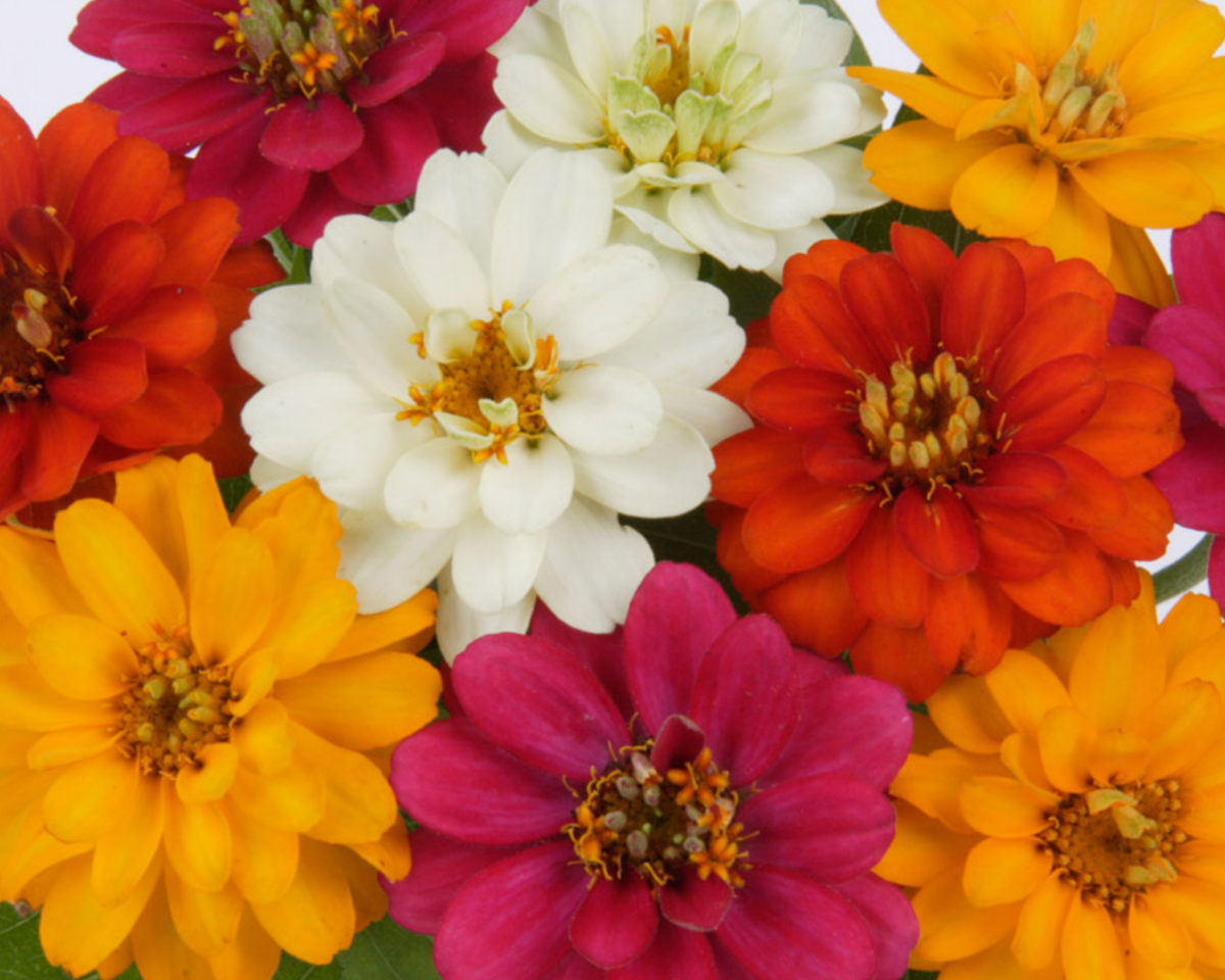 Profusion Double Hybrid Formula Mix Zinnia Seeds