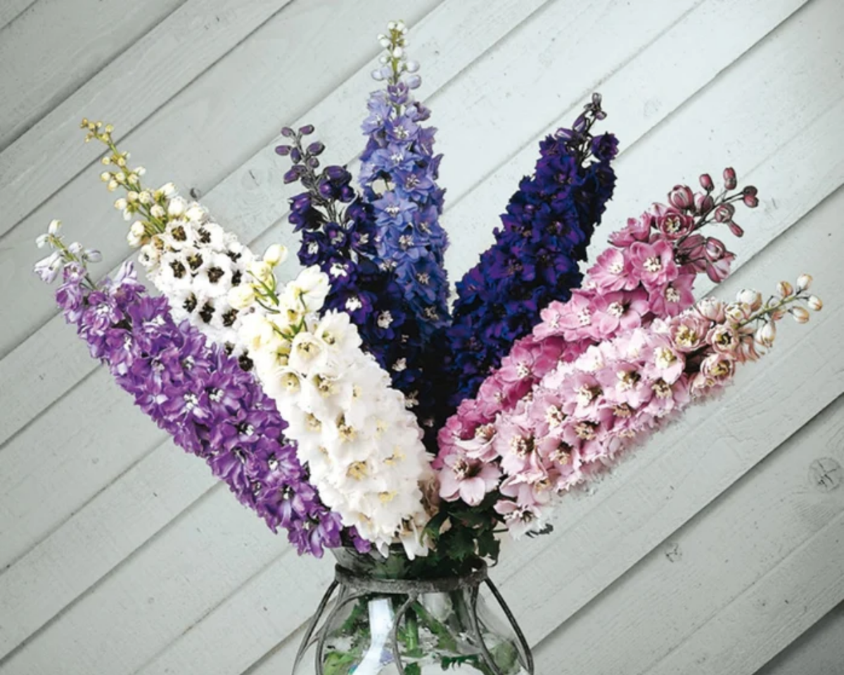 Magic Fountains Mix Delphinium Seeds