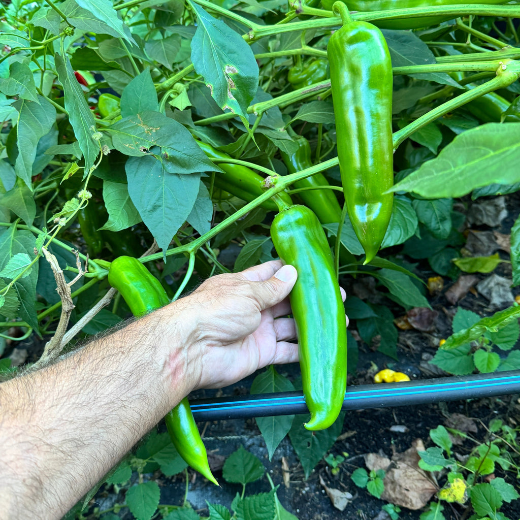 NuMex Big Jim - Seeds