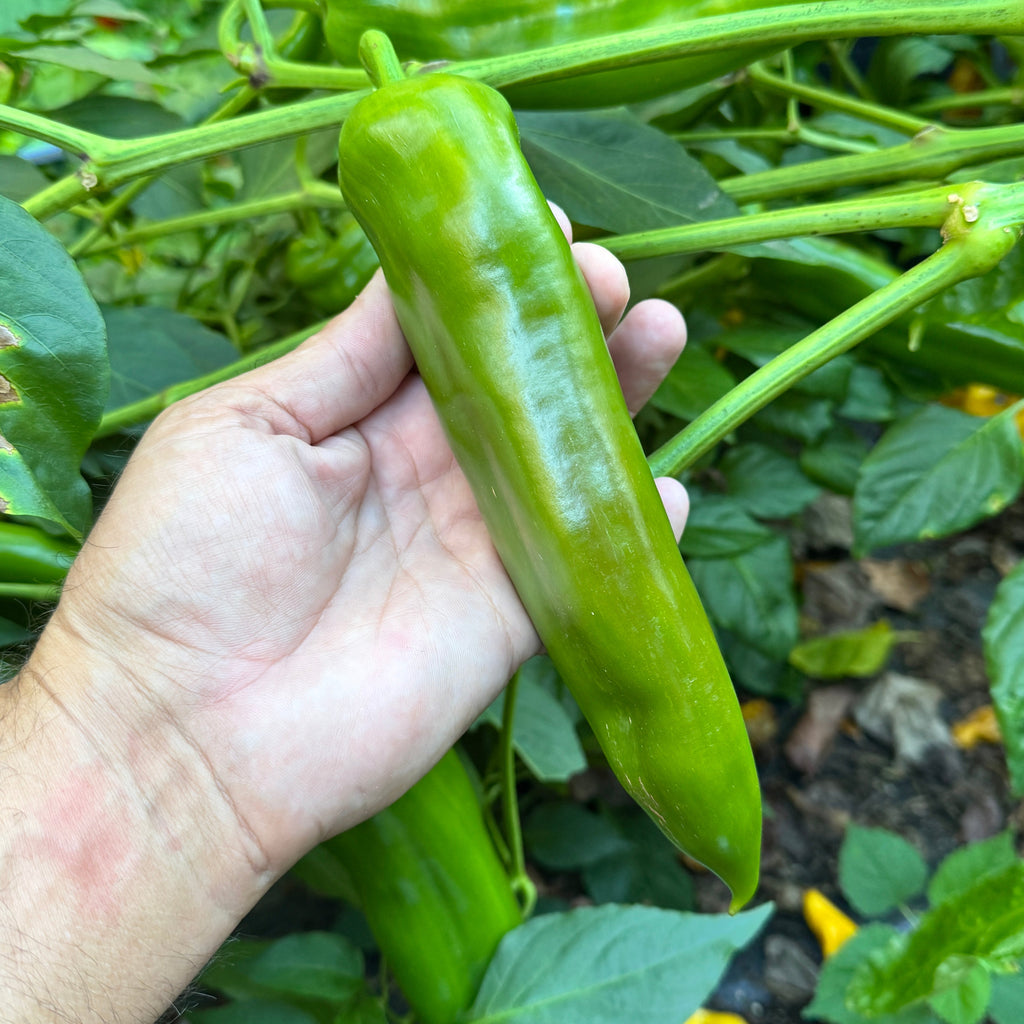 NuMex Big Jim - Seeds