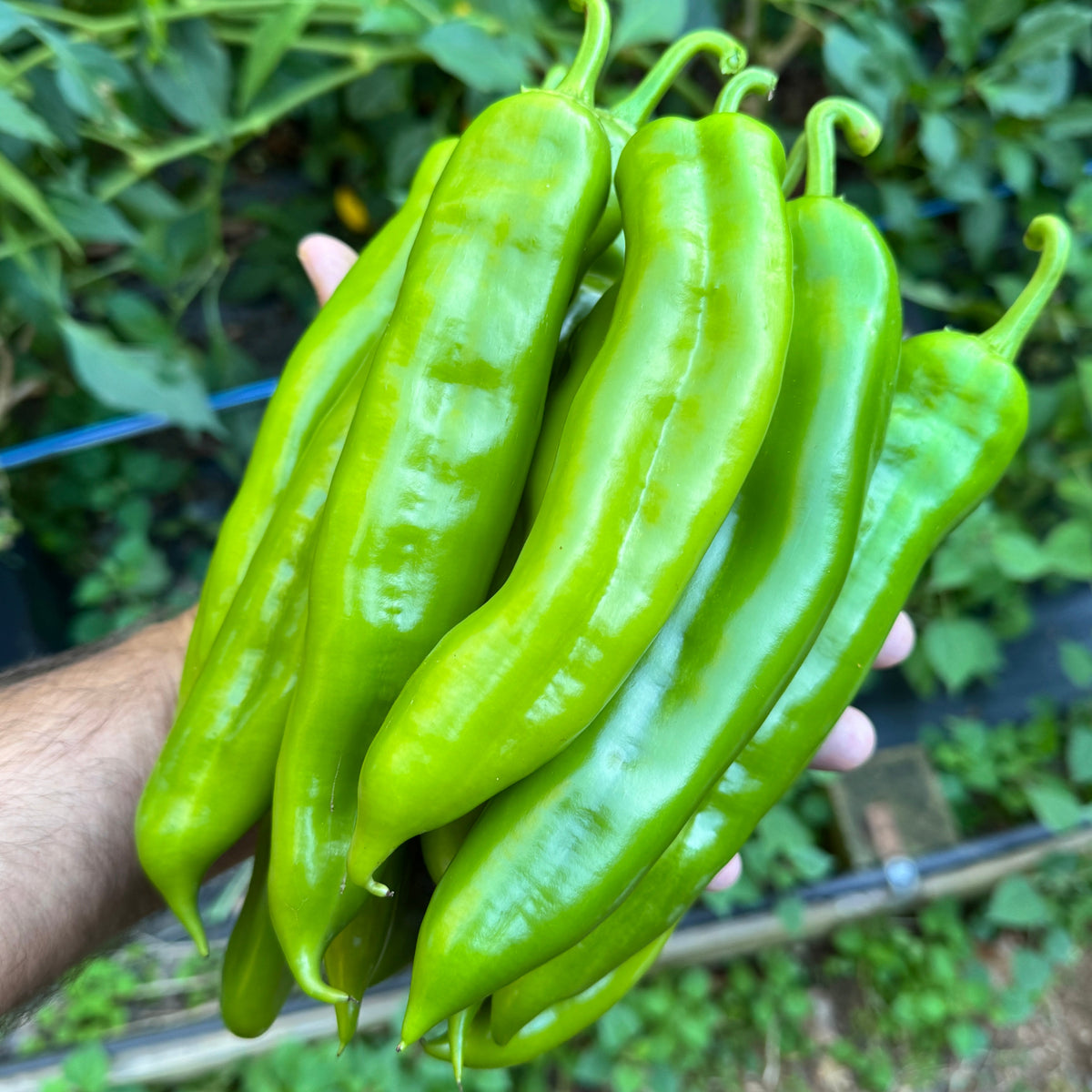 NuMex Big Jim - Seeds