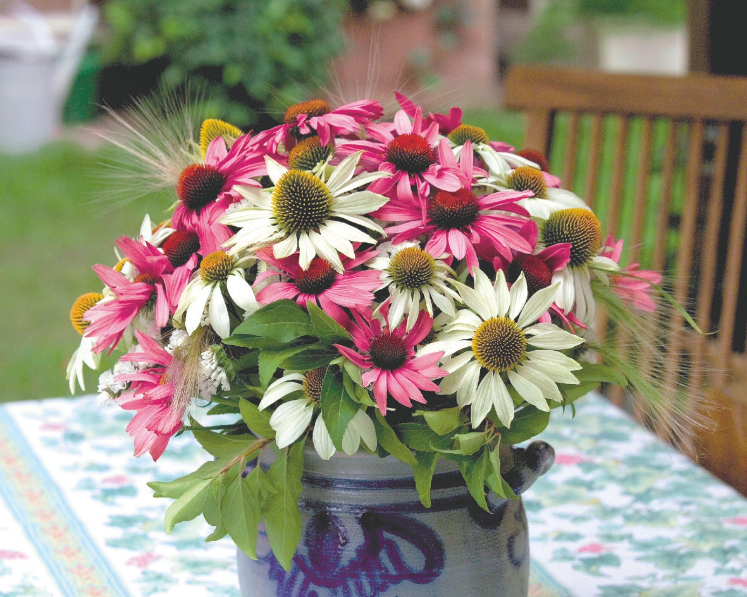 Primadonna Mix Echinacea Seeds