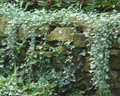 Silver Falls Dichondra Seeds