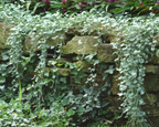 Silver Falls Dichondra Seeds