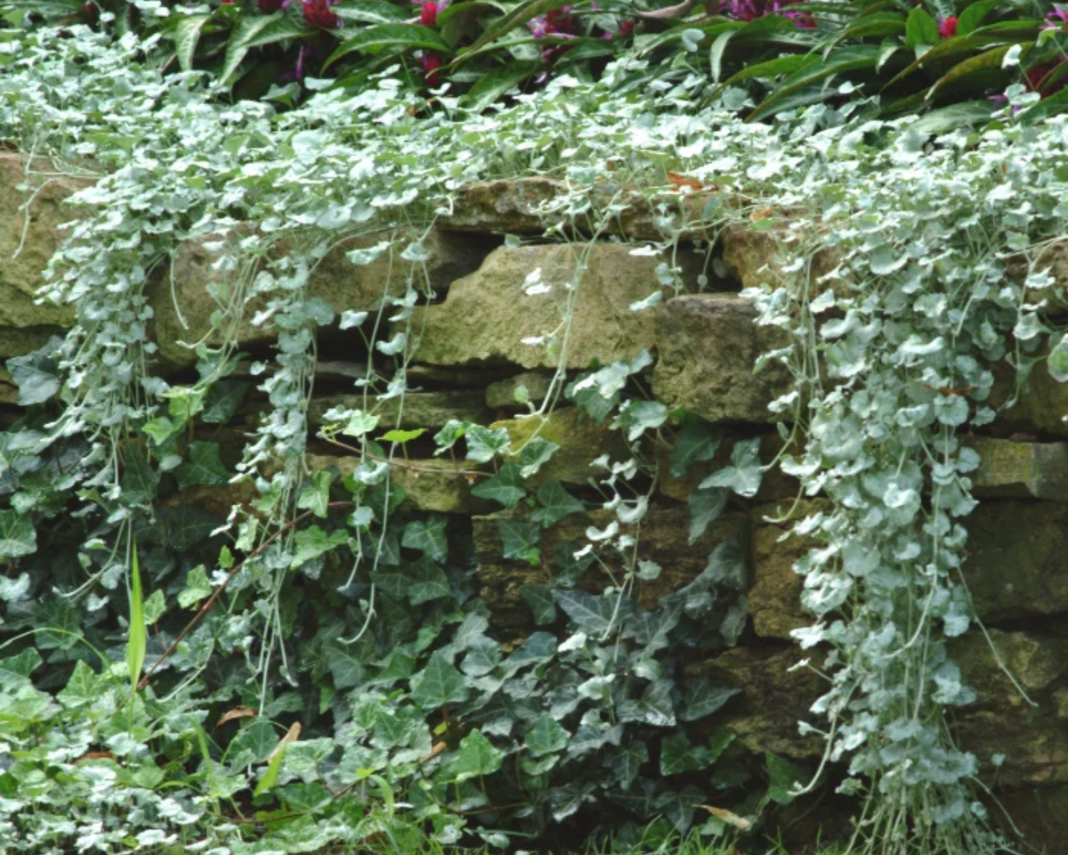 Silver Falls Dichondra Seeds