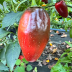 La Bomba II Jalapeño - Seeds
