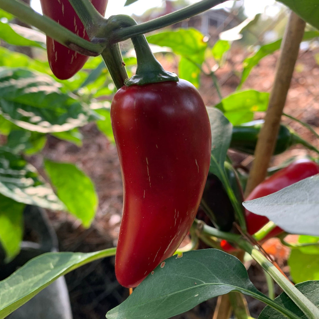 Monster Jalapeno - Seeds