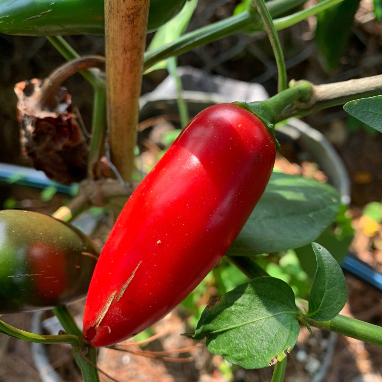 Monster Jalapeno - Seeds