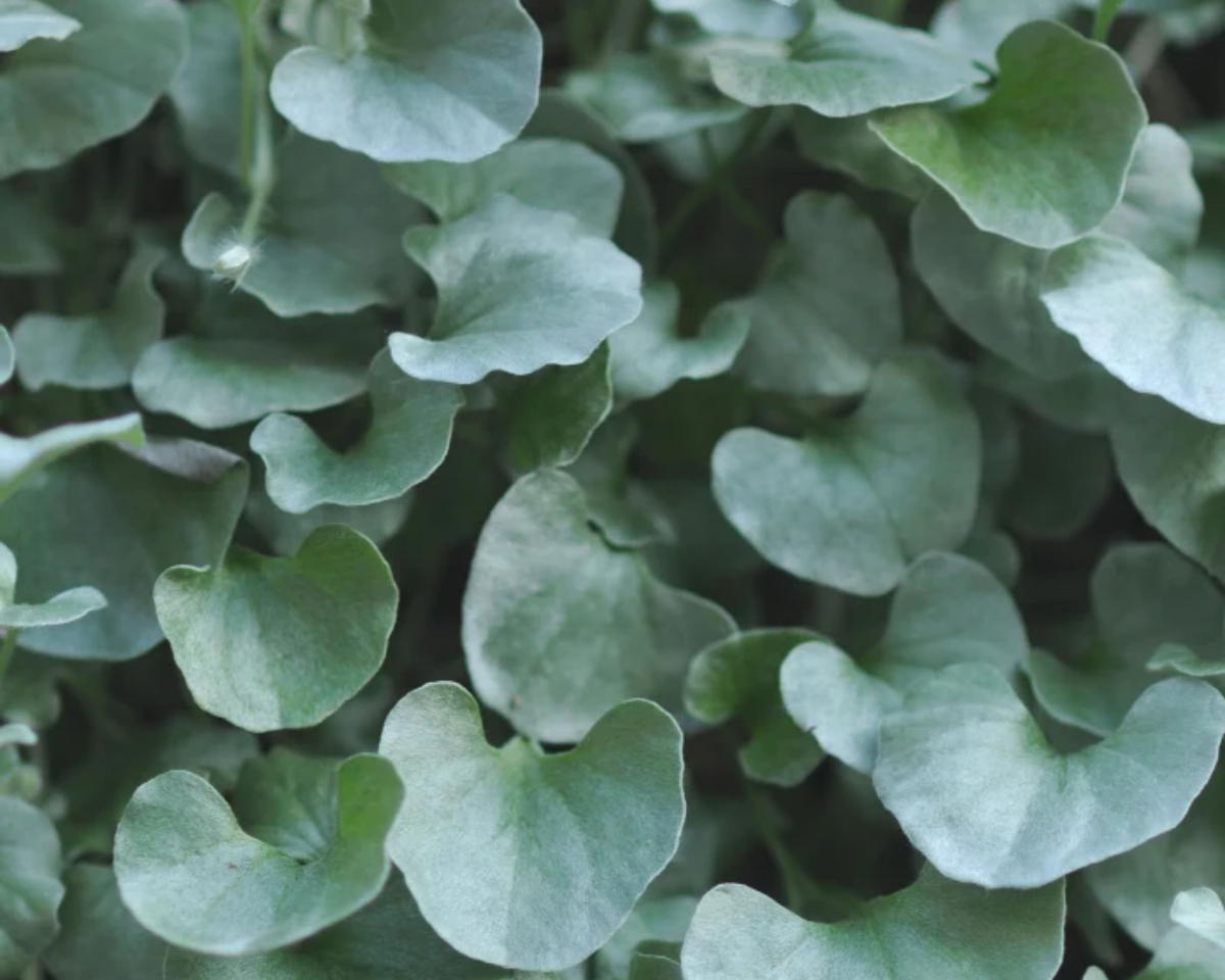 Silver Falls Dichondra Seeds