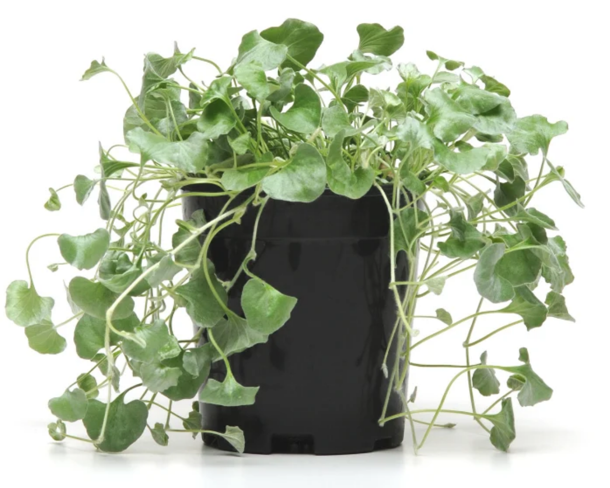 Silver Falls Dichondra Seeds