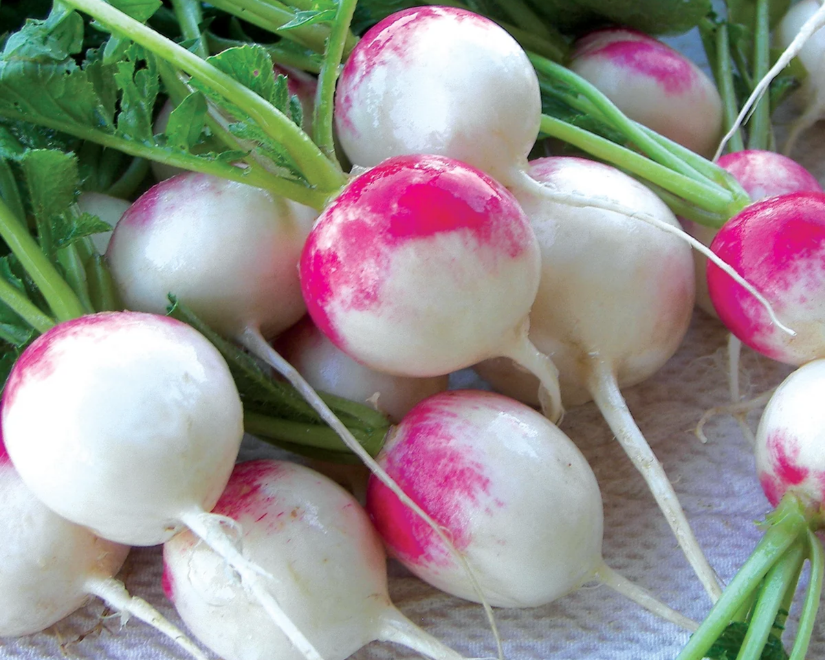 Red Head Radish Seeds