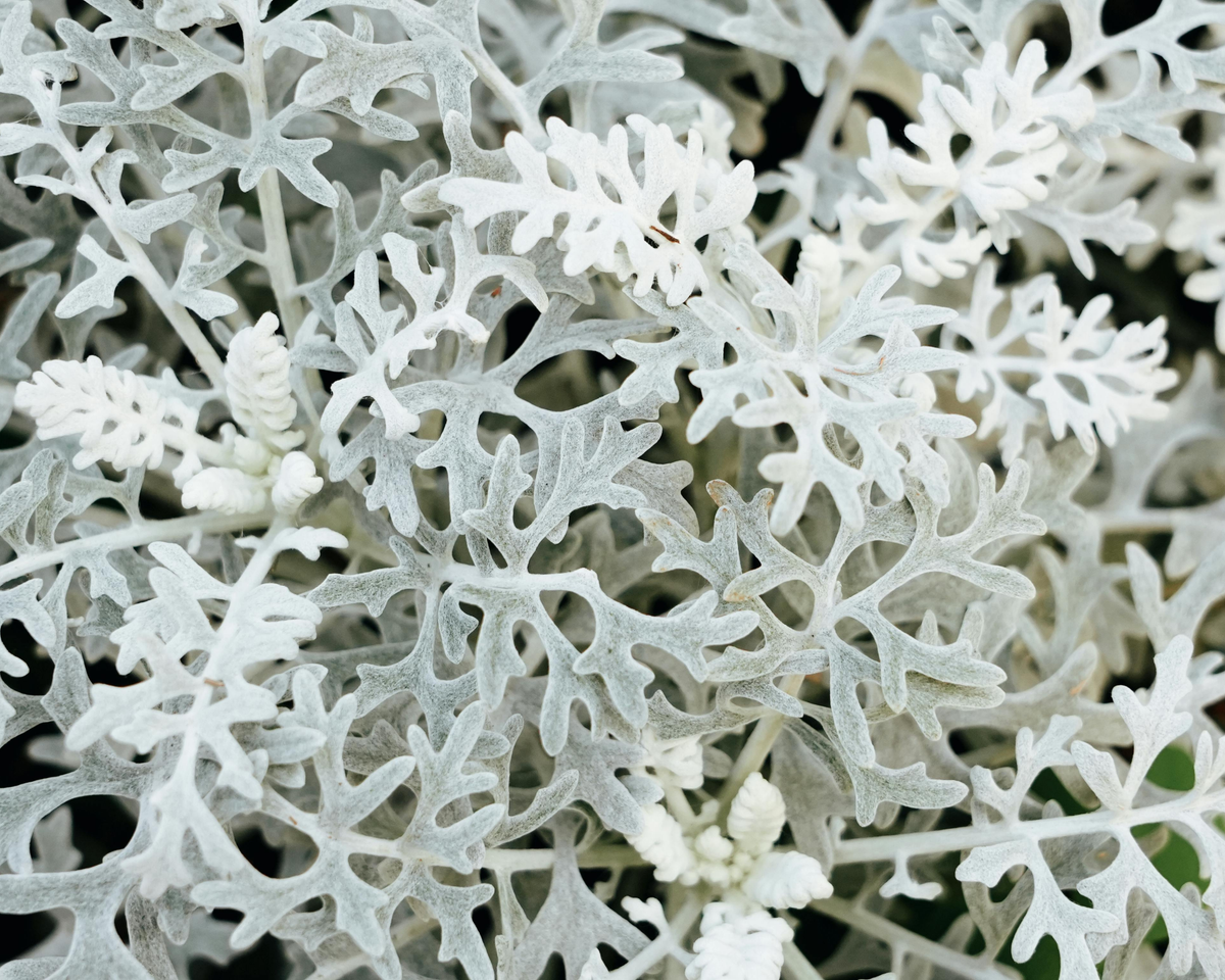 Silver Dust Dusty Miller Seeds