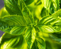 Genovese or Sweet Basil Seeds