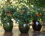 Little Sicily Hybrid Tomato