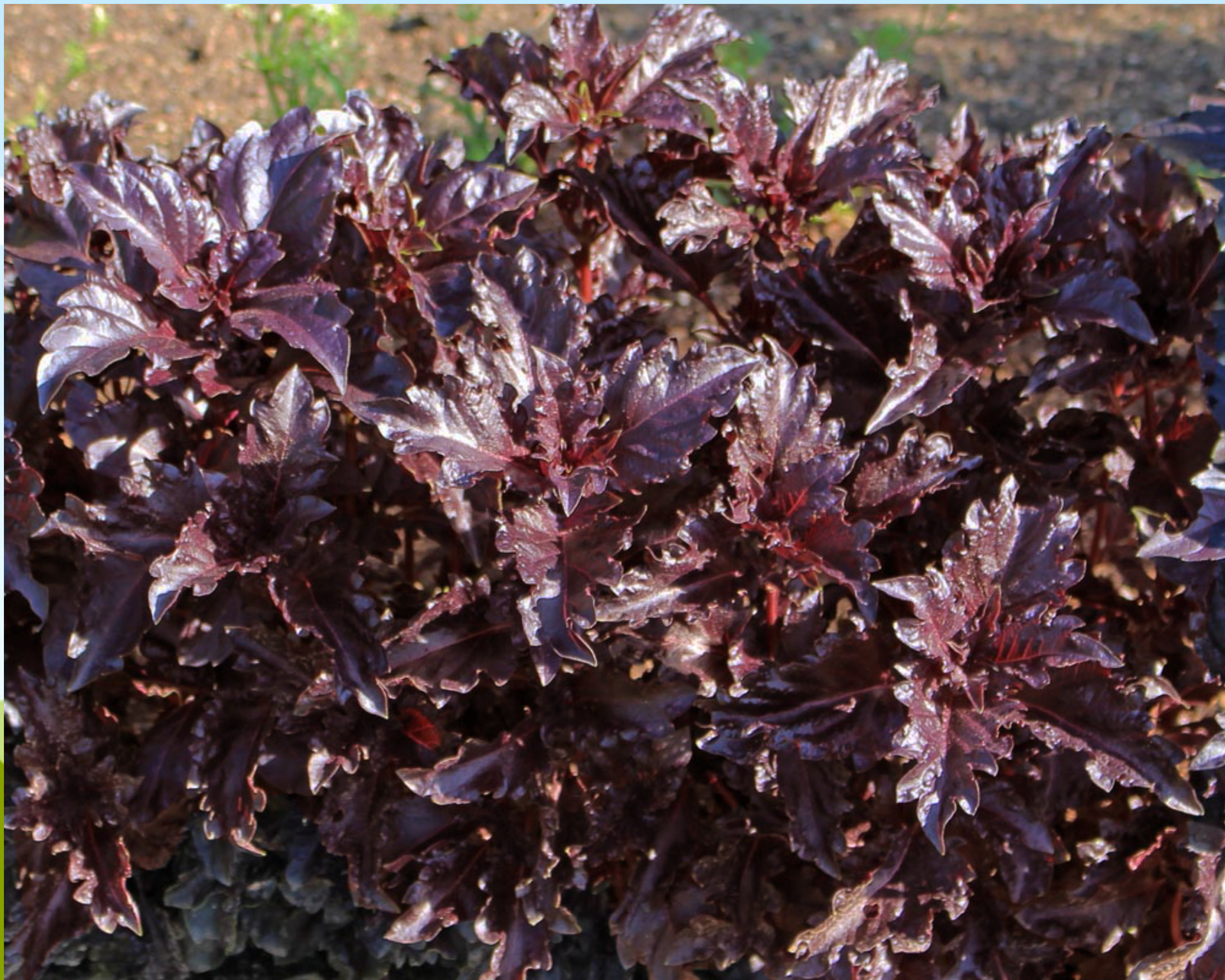 Purple Ruffles Basil Seeds