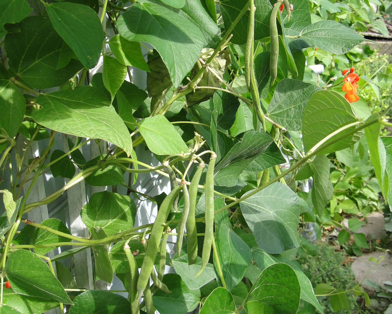Scarlet Runner Bean