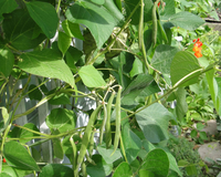 Scarlet Runner Bean