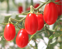 Cupid Hybrid Tomato Seeds