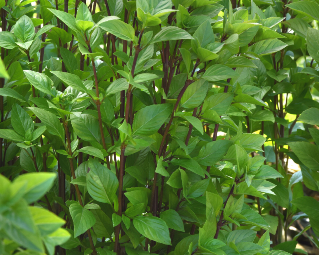 Everleaf Emerald Towers Basil Seeds