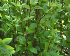 Everleaf Emerald Towers Basil Seeds