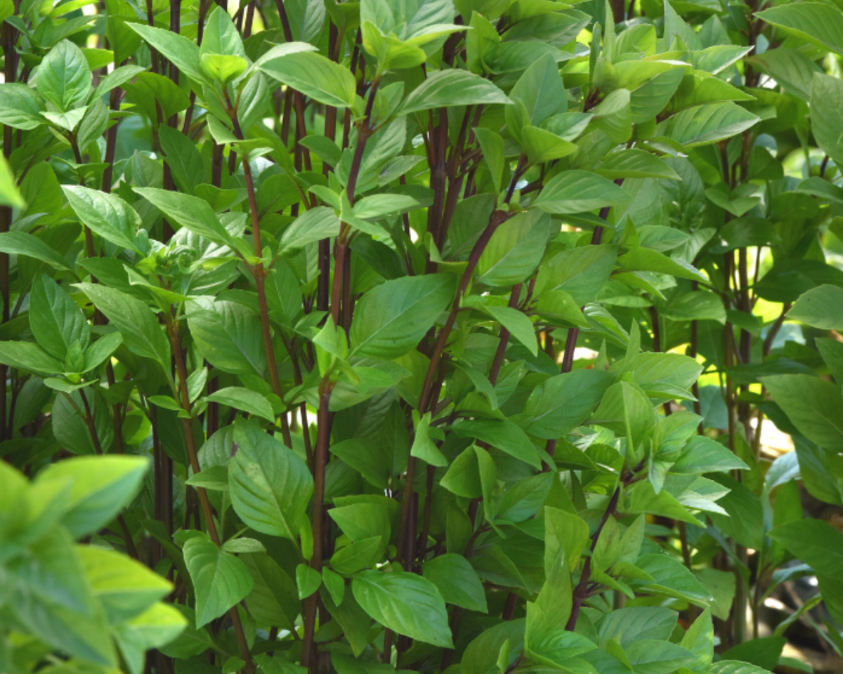 Everleaf Emerald Towers Basil Seeds