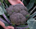 Purple Magic Hybrid Broccoli Seeds