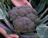 Purple Magic Hybrid Broccoli Seeds