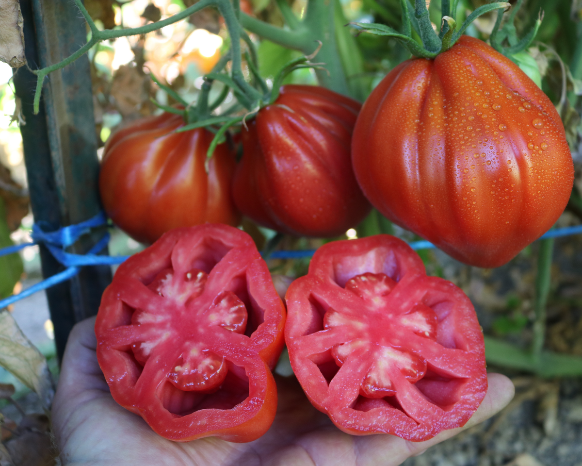 Palpatation Hybrid Tomato Seeds