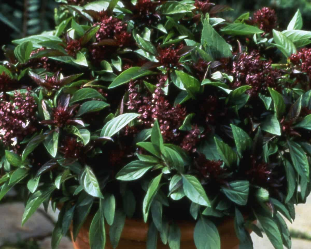 Thai 'Siam Queen' Basil Seeds