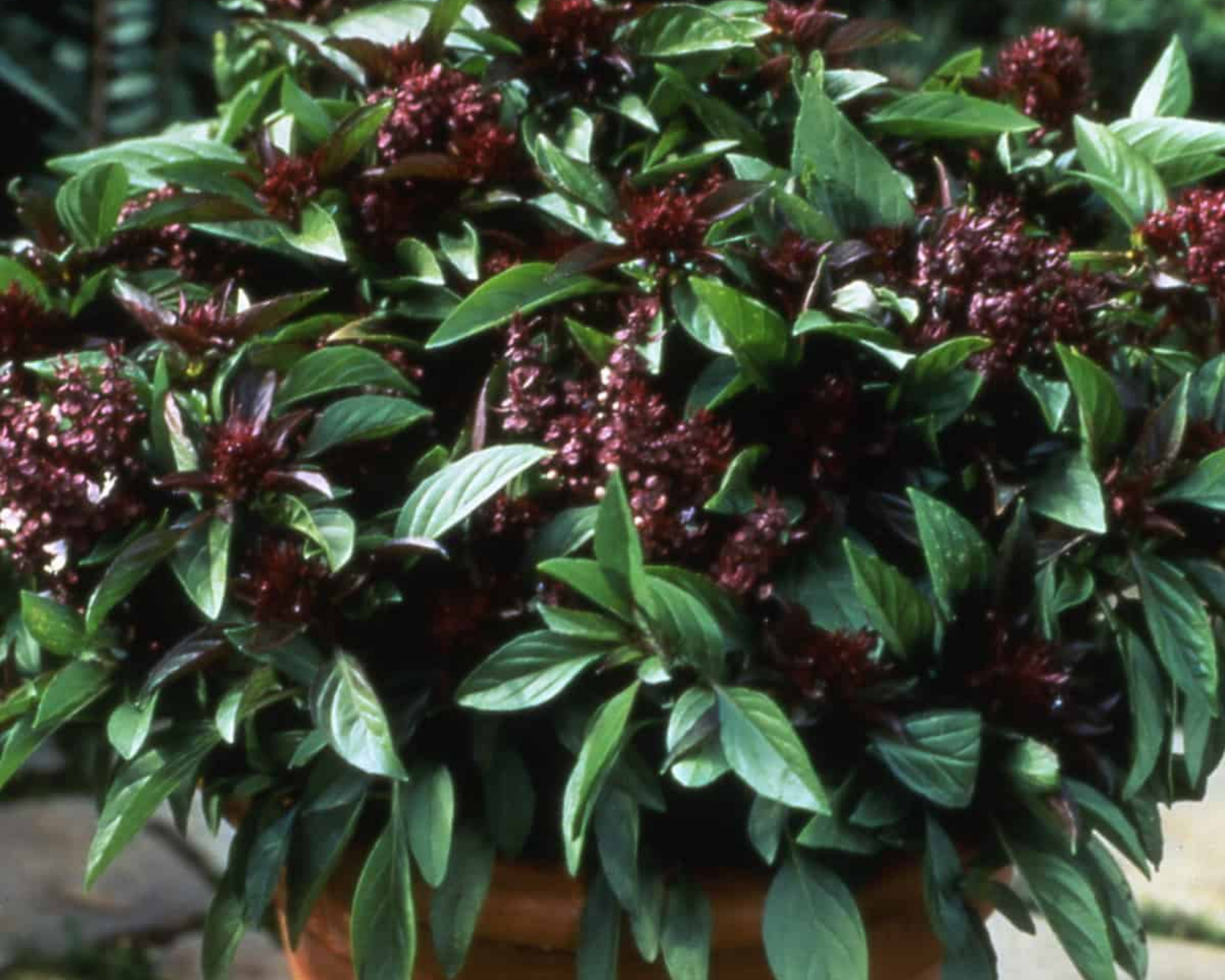 Thai 'Siam Queen' Basil Seeds