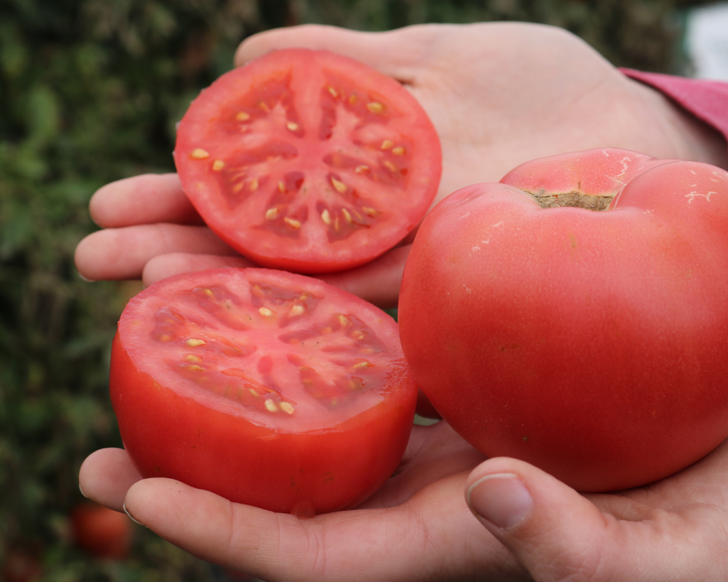 Pink Gal Hybrid Tomato Seeds