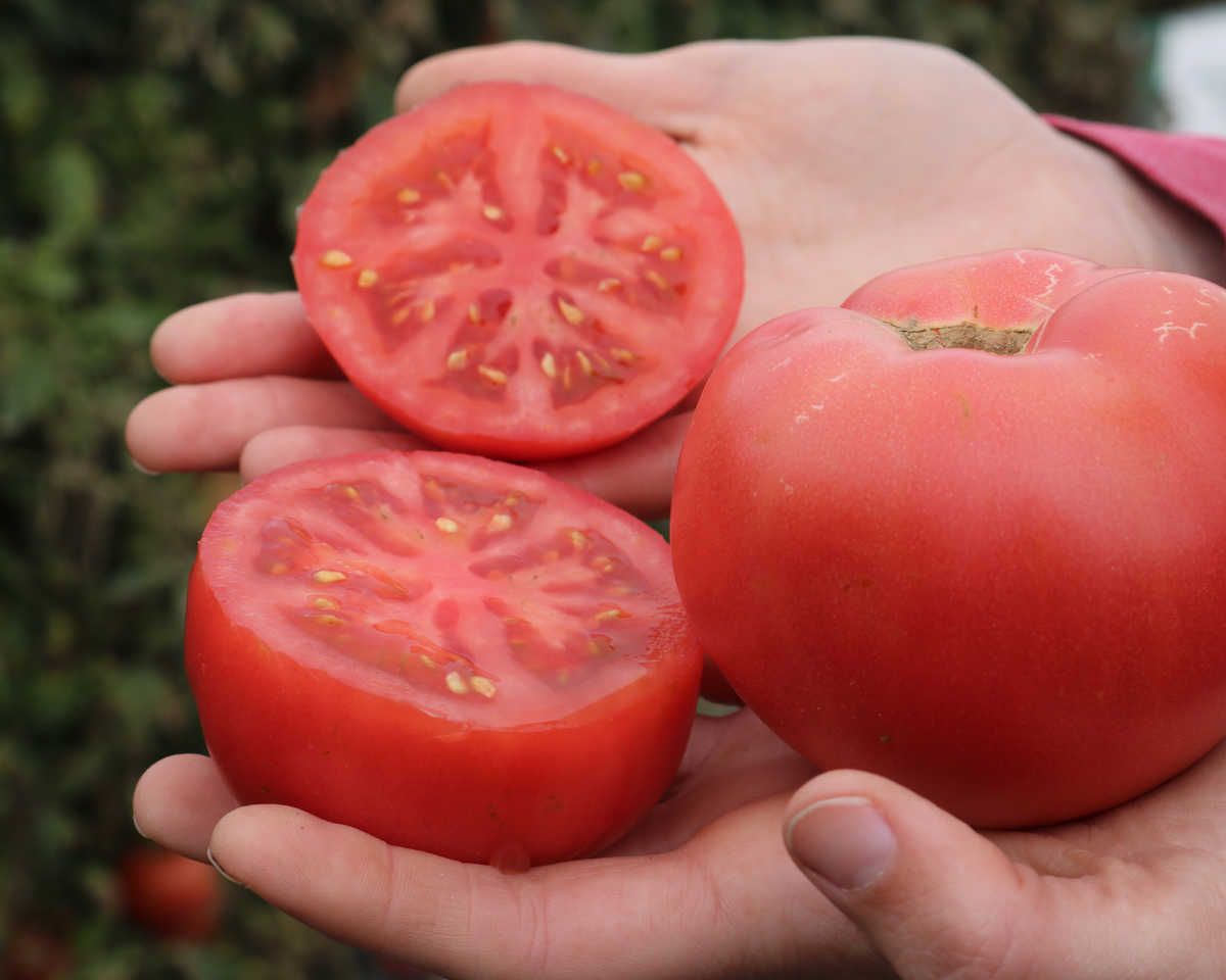 Pink Gal Hybrid Tomato Seeds
