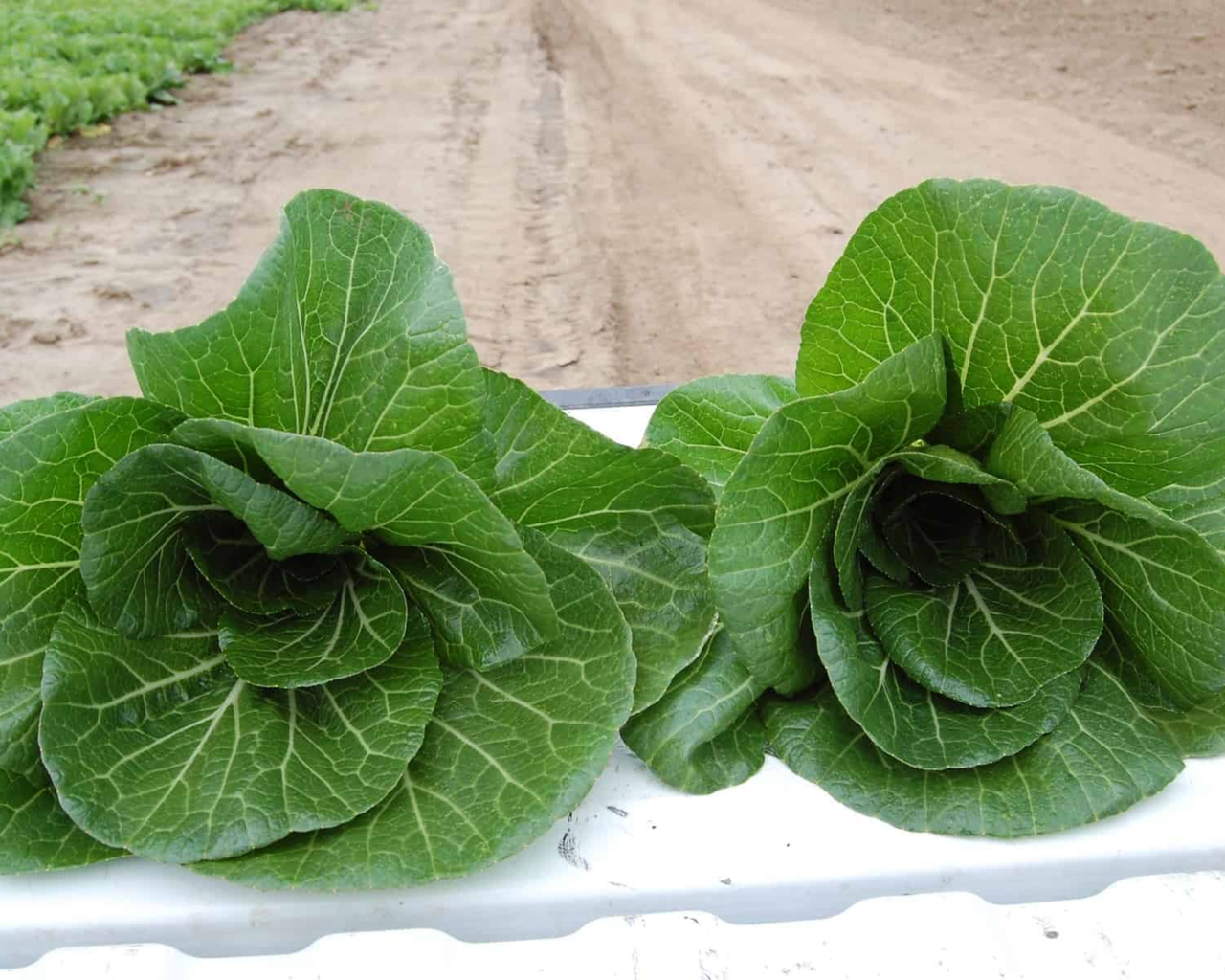 BoPak Bok Choi Hybrid Seeds