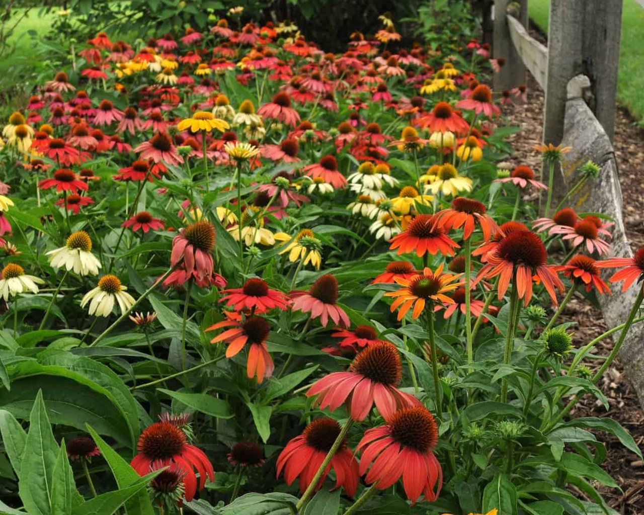 Cheyenne Spirit Echinacea Seeds