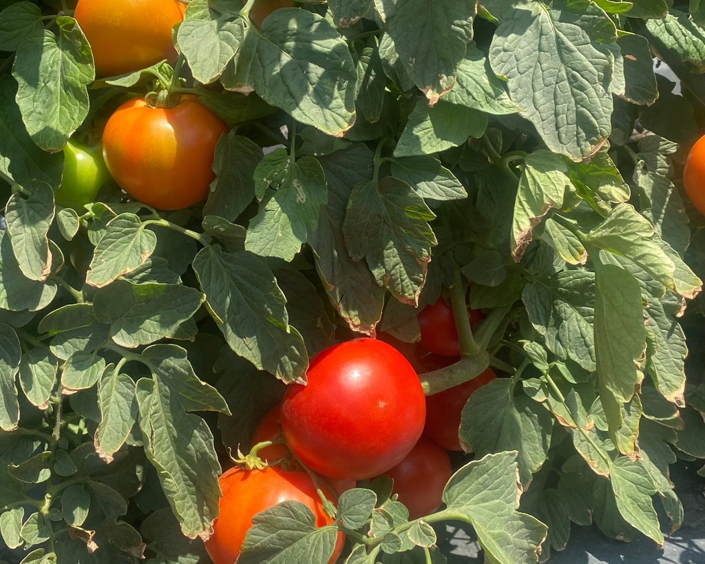 Jolene Hybrid Tomato Seeds