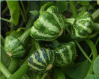 Green Lightning Hybrid Squash Seeds