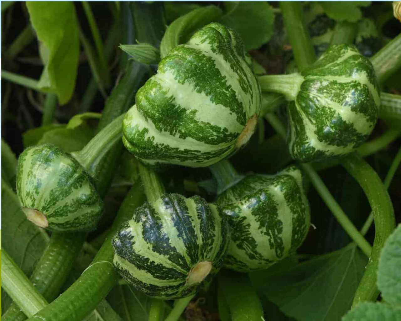 Green Lightning Hybrid Squash Seeds
