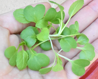 Savanna Hybrid Mustard Green Seeds