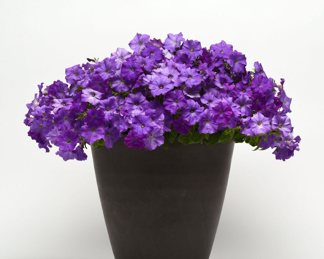 Shock Wave® Denim Spreading Petunia Seeds