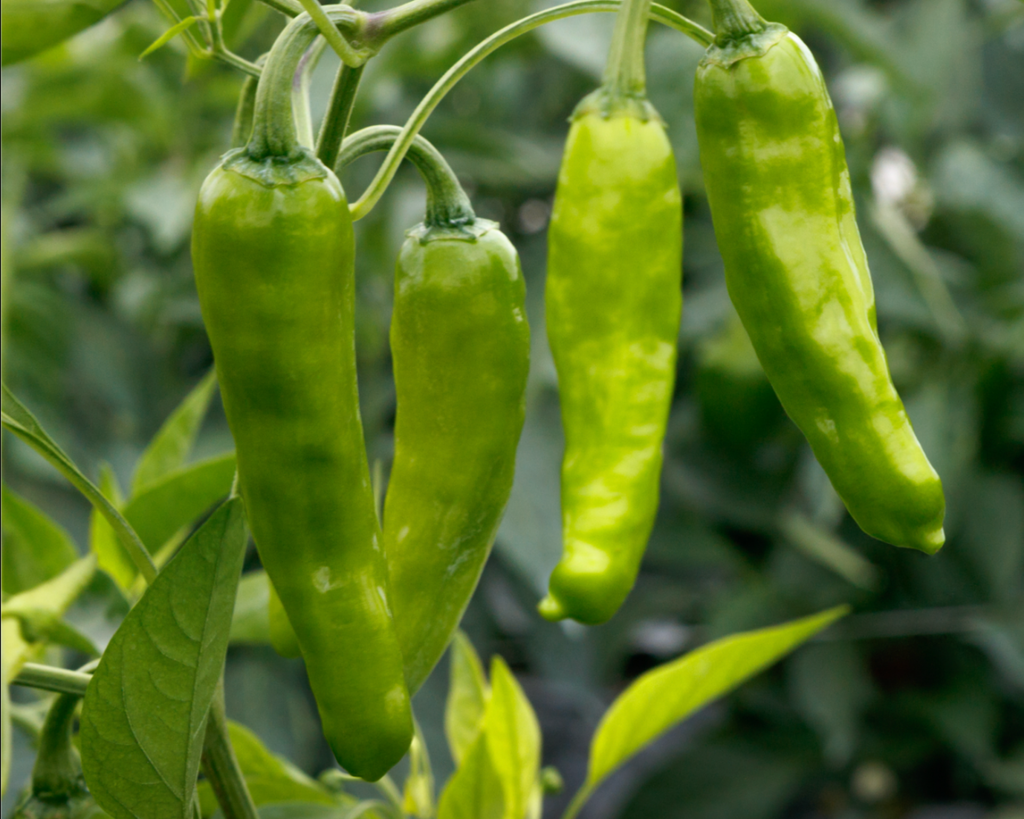 Takara Shishito Hybrid Pepper Seeds