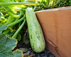 Bossa Nova Hybrid Summer Squash Seeds
