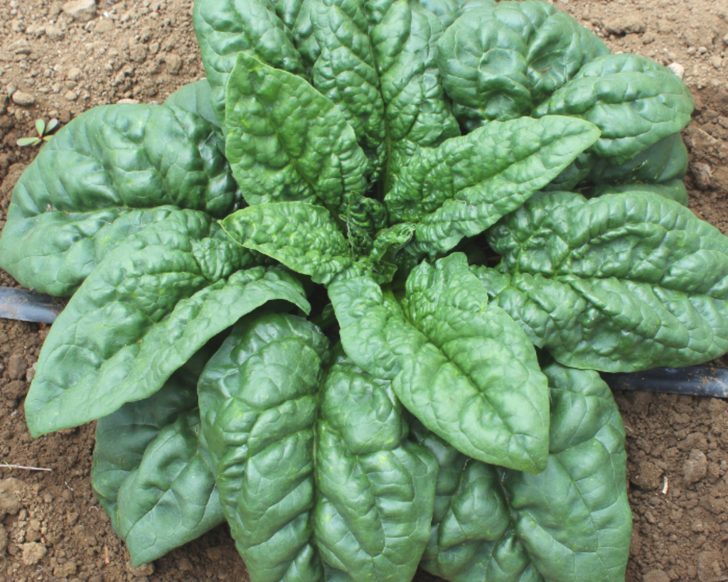Green Beret Hybrid Spinach Seeds
