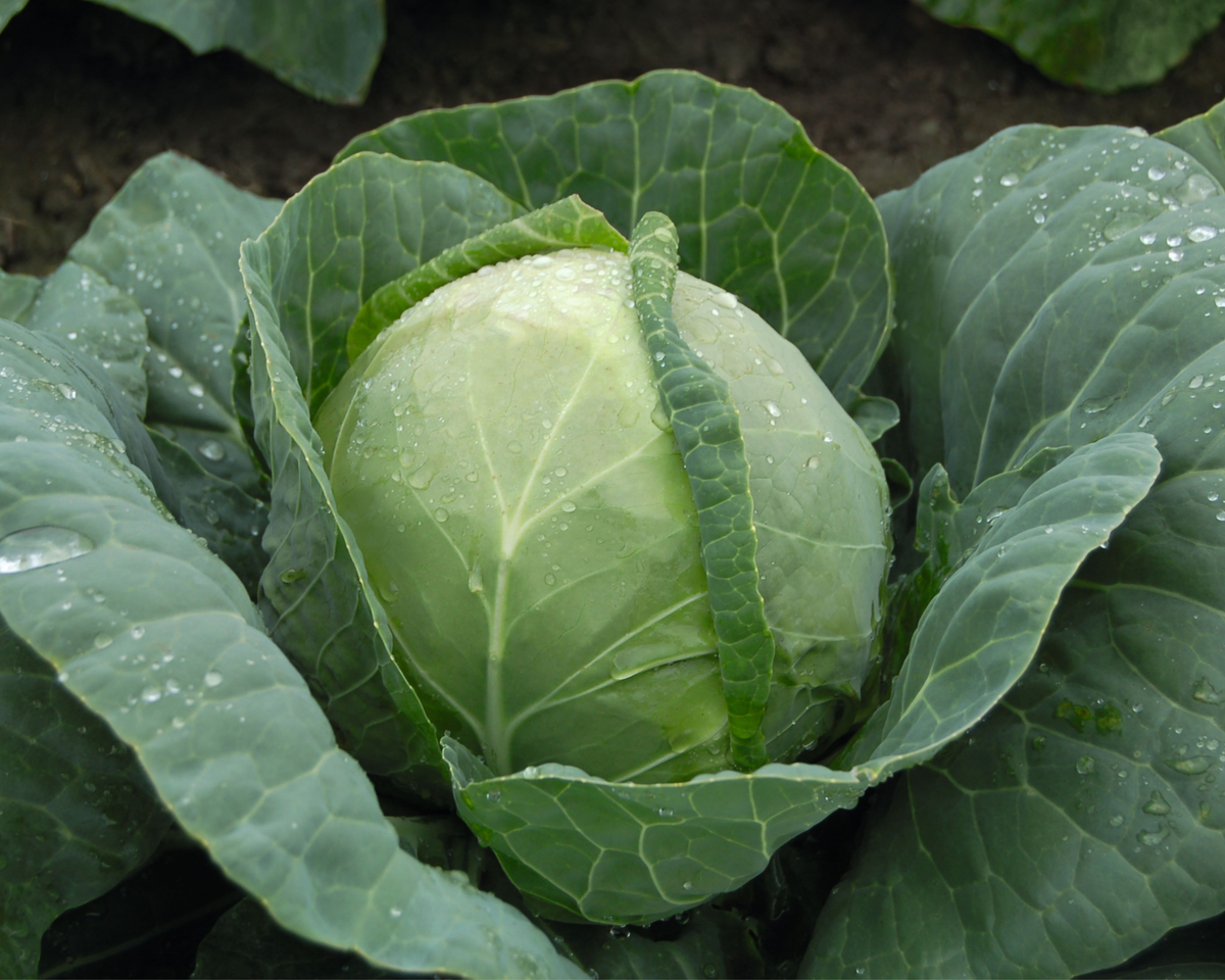 Katarina Hybrid Cabbage Seeds