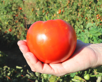 Saybrook Hybrid Tomato Seeds