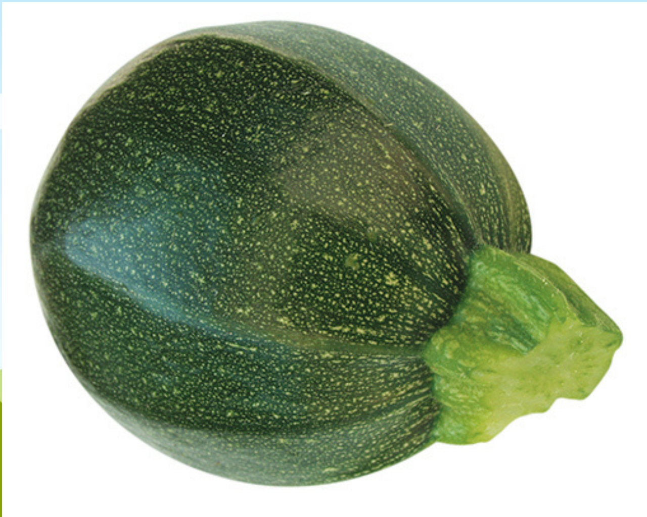 Eight Ball Hybrid Zucchini Squash Seeds